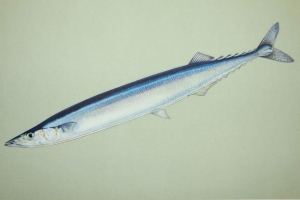 Сайра риба: опис, місце проживання Сайра риба: опис, місце проживання